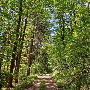 Café-Gespräche: Waldbaden für brustkrebsbetroffene Frauen